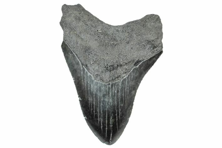Serrated, Fossil Megalodon Tooth - South Carolina #306284